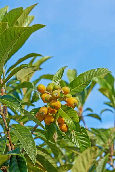 Marula fruit. Marula fruto que crece en una rama contra un cielo azul. — Foto de Stock