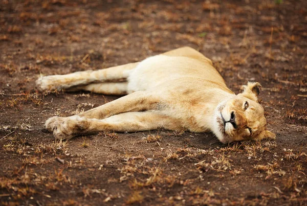Bazen kraliçenin bile molaya ihtiyacı olur. Afrika düzlüklerinde bir dişi aslanın tam boy çekimi.. — Stok fotoğraf