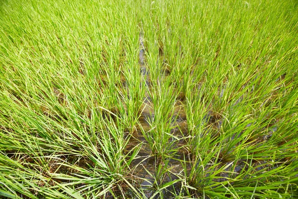 Patrones de arroz. Vista de ángulo alto de un arrozal en Tailandia. —  Fotos de Stock