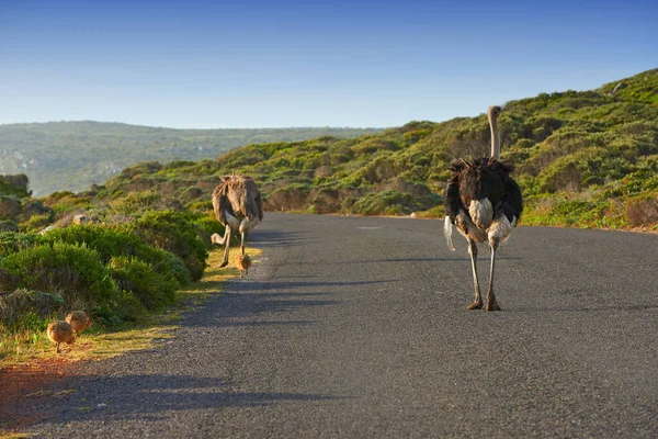 Давайте вдаримо по дорозі.... Вид ззаду чоловічий і жіночий страуси, що йдуть по безлюдній дорозі . — стокове фото