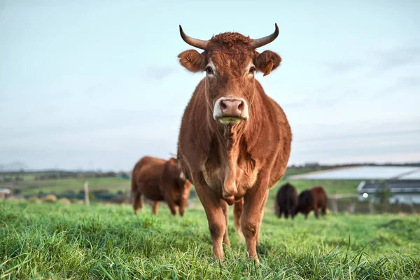 Un día de ubre, un campo de ubre para pastar. Un tiro de una manada de vacas en una granja. —  Fotos de Stock