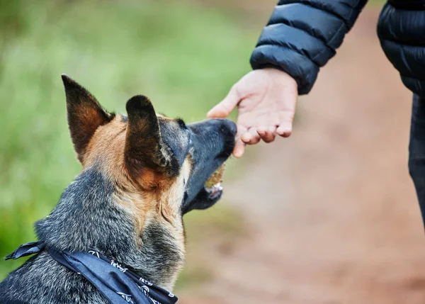 Wenn Sie einen Freund wollen, holen Sie sich einen Hund. Aufnahme eines entzückenden Schäferhundes, der von seinem Besitzer im Park ausgebildet wird. — Stockfoto