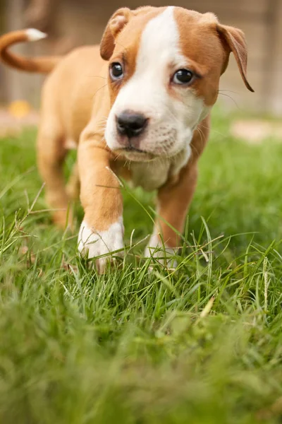 Fermati e annusa l'erba appena tagliata. Colpo di cucciolo frolicking nell'erba. — Foto Stock