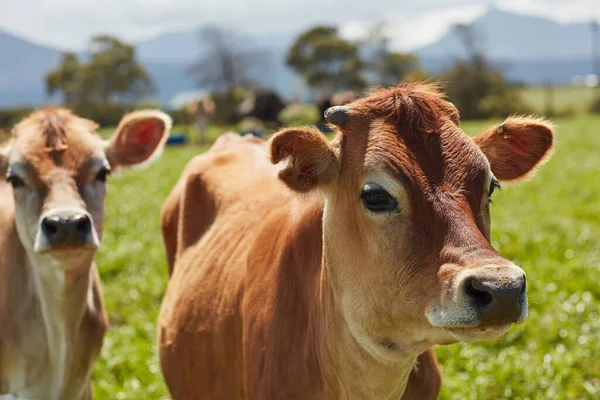 Csak zöld füvet és napfényt akarnak. Egy tejelő tehéncsordáról lőtték le, amely egy zöld legelőn állt.. — Stock Fotó