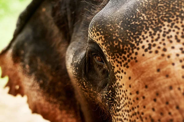 Las maravillas de la vida silvestre. Primer plano de un elefante asiático en su hábitat natural. —  Fotos de Stock