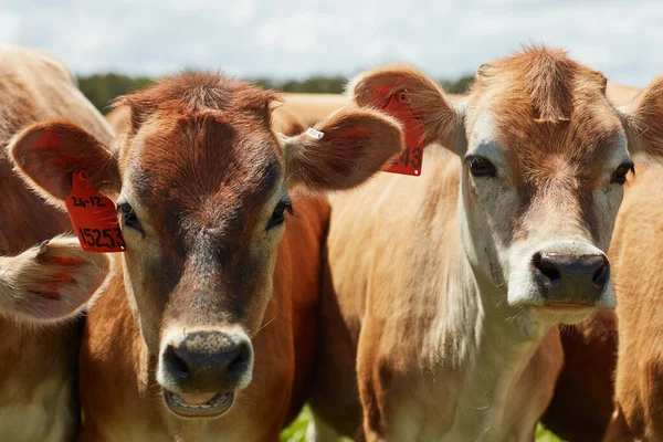 O velho MacDonald tinha uma quinta... Tiro de uma manada de vacas leiteiras em pé em um pasto verde. — Fotografia de Stock