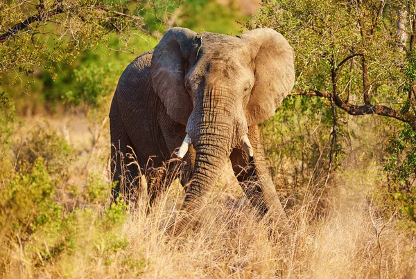 Mantén la distancia. Captura completa de un elefante en su hábitat natural. — Foto de Stock