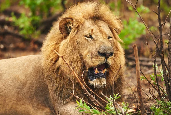 Kralın da dinlenmeye ihtiyacı var. Afrika düzlüklerinde bir aslanın kırpılmış görüntüsü.. — Stok fotoğraf