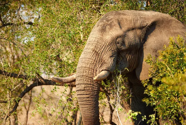 Une Afrique sauvage. Prise de vue d'un éléphant dans son habitat naturel. — Photo