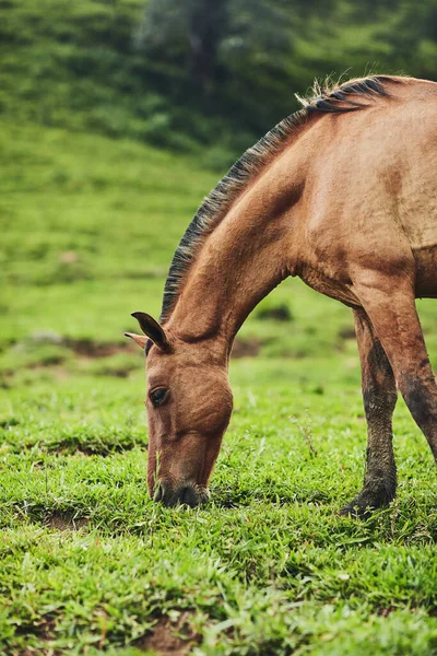 De boerderij heeft alles wat hij nodig heeft. Gehakt schot van een paard dat gras eet op een boerderij buiten. — Stockfoto