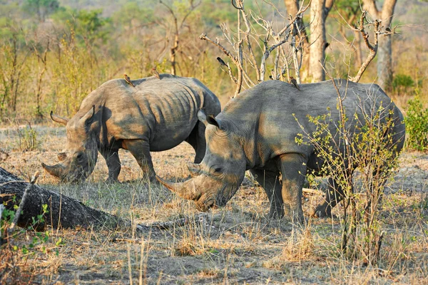 Dom na strzelnicy. Strzał z dwóch nosorożców w ich naturalnym środowisku. — Zdjęcie stockowe
