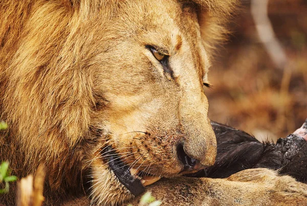 A festejar com a presa. Tiro cortado de um leão comendo sua presa nas planícies da África. — Fotografia de Stock