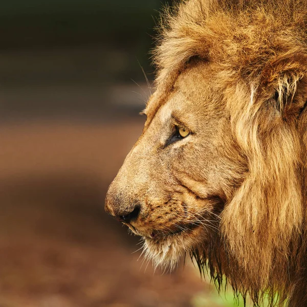 Είναι ένας βασιλιάς με πολλή περηφάνια. Καλλιεργημένη βολή λιονταριού στις πεδιάδες της Αφρικής. — Φωτογραφία Αρχείου