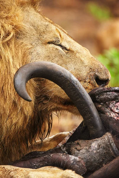 Önemli olan tek şey avını yakalamak. Afrika ovalarında avını yiyen bir aslanın kırpılmış görüntüsü.. — Stok fotoğraf