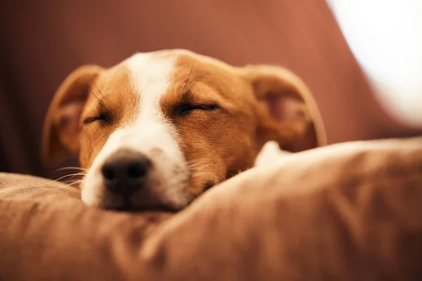 Es una vida de perros después de todo. Foto recortada de un adorable joven Jack Russell durmiendo en un sofá en la sala de estar en casa. —  Fotos de Stock