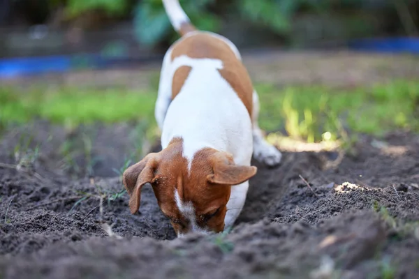 À procura de tesouros. Filmagem completa de um adorável jovem Jack Russell cavando um buraco no chão fora. — Fotografia de Stock