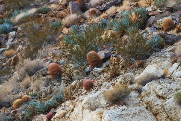 Cactus barril. Barril Cactus Ferocactus cylindraceus en el desierto de Anza-Borrego en el sur de California, EE.UU.. — Foto de Stock
