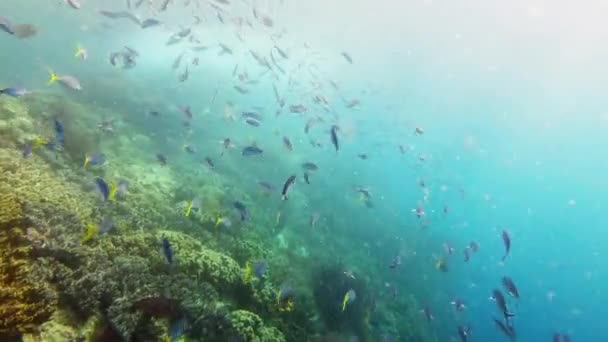 The ocean is full of wonder. 4k video footage of fish swimming around a coral reef deep in the ocean. — Stock video