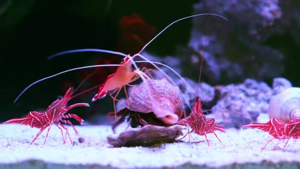 The fight for survival is always on. 4k video footage of a group of Shrimp battling a Hermit Crab for an oyster underwater. — Wideo stockowe
