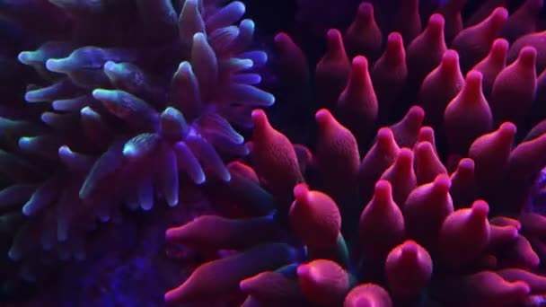 The ocean holds a world of color. 4k video footage of colorful bubble-tip anemone underwater. — стоковое видео