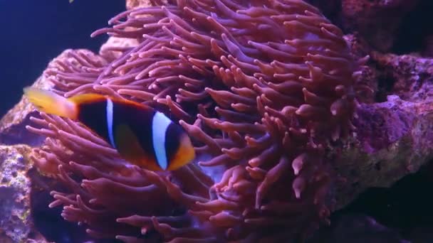 Something smells a little fishy about this. 4k video footage of Clownfish swimming around colorful anemone underwater. — Stock video