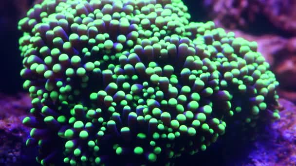 Corals are actually invertebrate animals, not plants. 4k video footage of beautiful green tipped torch coral underwater. — Wideo stockowe