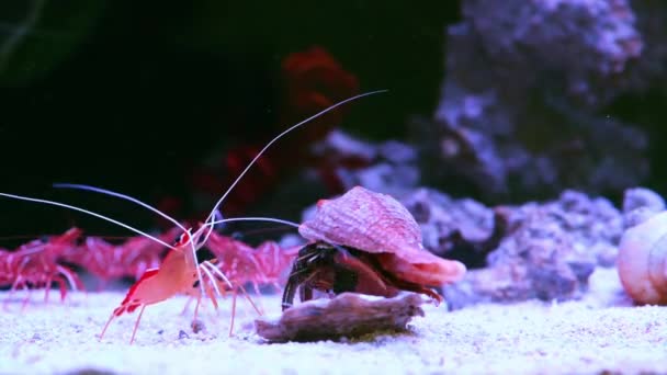 只有强者才能在海里生存。4k段视频，一群虾在水下为一只牡蛎与一只隐士蟹搏斗. — 图库视频影像
