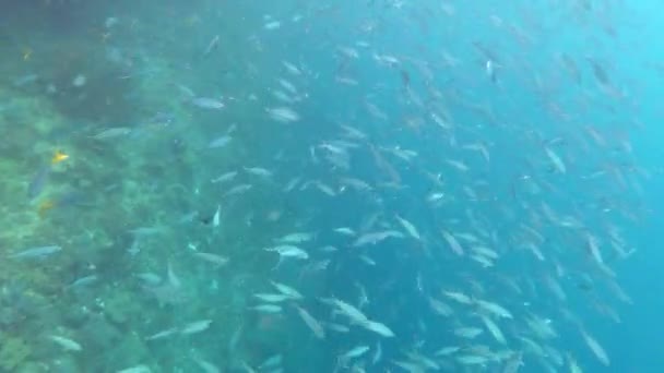 Liv mycket mer levande i det djupblå havet. 4k videofilmer av fisk som simmar djupt i havet. — Stockvideo