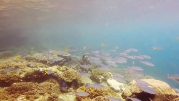 Everything is constantly in motion down here. 4k video footage of fish swimming around a coral reef deep in the ocean. — Stock video