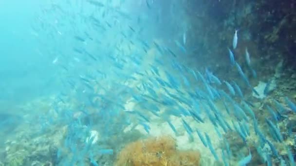 O oceano tem milhões de criaturas coloridas e surpreendentes. Filmagem em vídeo 4k de peixes nadando em torno de um recife de coral no fundo do oceano. — Vídeo de Stock