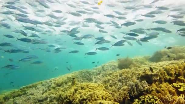 Bu güzelliğin içinde kaybolun. Okyanusun derinliklerindeki mercan resifinde yüzen balıkların 4k video görüntüleri.. — Stok video