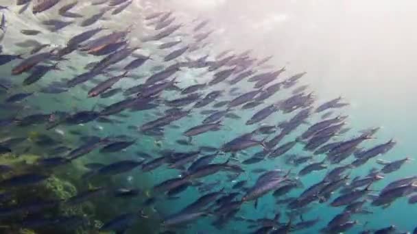 Steadily moving to the rhythm of the ocean. 4k video footage of a school of fish swimming around a coral reef deep in the ocean. — Vídeos de Stock