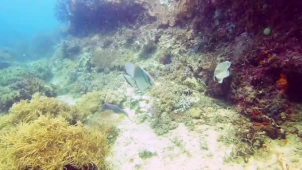 Kieruje się prosto w stronę światła. Nagranie wideo 4k orbitującej ryby morskiej pływającej głęboko w oceanie. — Wideo stockowe