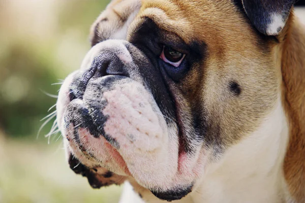 Je prends le contrôle du parc aujourd'hui. Gros plan d'un bulldog à l'extérieur. — Photo