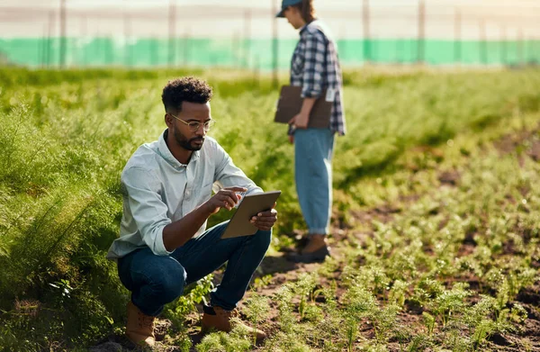 Hanno entrambi un lavoro da fare. Scatto completo di un bel giovane agricoltore maschio che usa un tablet mentre lavora nella sua fattoria con una collega di sesso femminile sullo sfondo. — Foto Stock