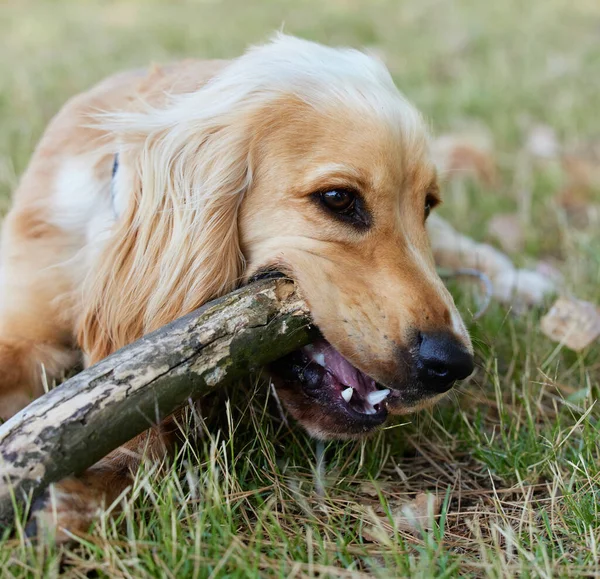 Живи, как щенки, как будто все приключение. Портрет очаровательного щенка-кокера, лежащего на траве и жующего палку. — стоковое фото