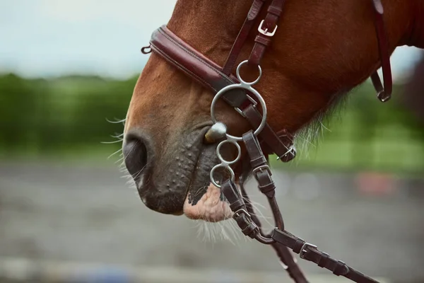Direkt från hästens mun. Beskuren bild av en ponys mun och sele. — Stockfoto