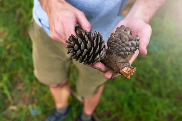 Cones de pinheiro perfeitos. Tiro de um homem segurando cones de pinho. — Fotografia de Stock