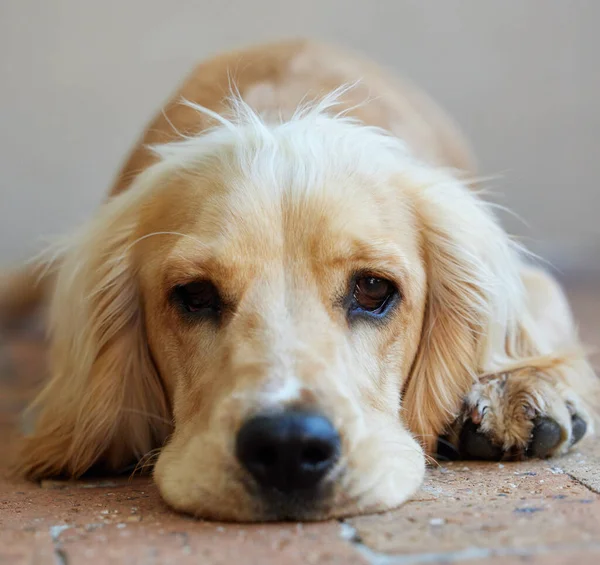 Le bonheur est un chiot chaud. Portrait d'un adorable chiot cocker épagneul reposant à l'extérieur. — Photo