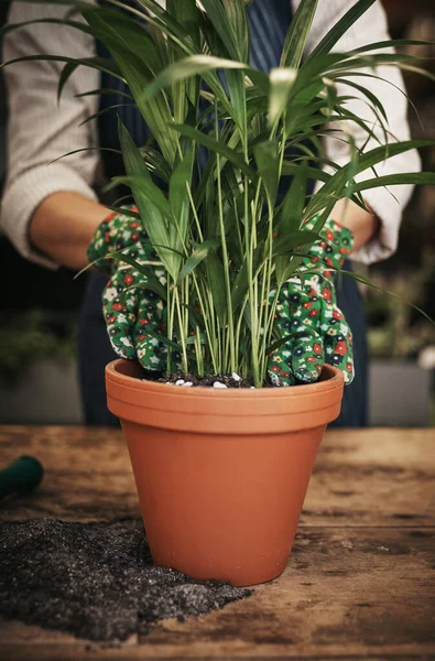 Adicione mais vida e frescura à sua casa. Tiro cortado de uma florista irreconhecível organizando uma planta de panela dentro de seu viveiro de plantas. — Fotografia de Stock