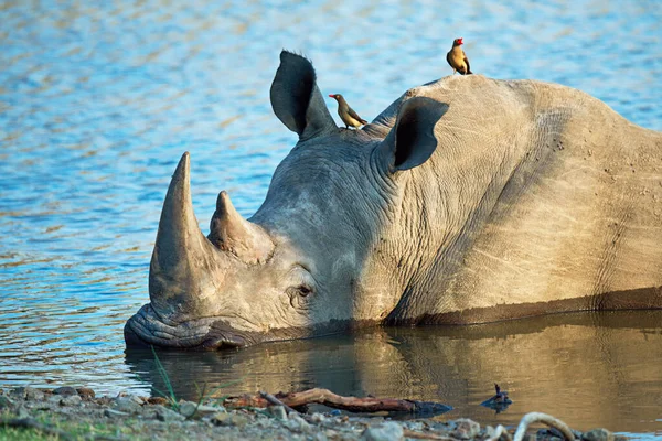 Otwory wodne są siłą napędową sawanny. Strzał nosorożca chłodzącego się w wodopoju. — Zdjęcie stockowe
