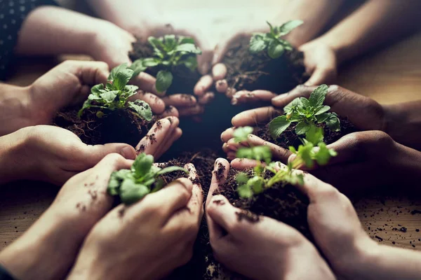 Grandir plus vert demain ensemble. Gros plan d'un groupe de personnes tenant chacune une plante poussant dans le sol. — Photo