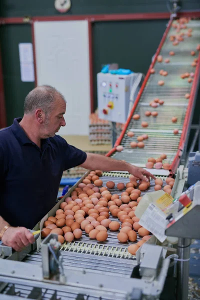 卵の産業だ。工場内の搬送ベルトに鶏の卵を選別する集中成熟工場労働者のショット. — ストック写真