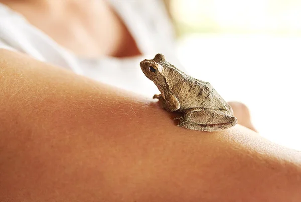 Un si mignon petit gars. Prise de vue d'une petite grenouille assise sur un bras de femme. — Photo