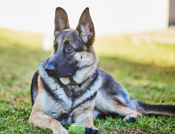 Ich beschütze meinen Ball. Ganzkörperaufnahme eines entzückenden Schäferhundes, der während eines Tages zu Hause im Gras liegt. — Stockfoto