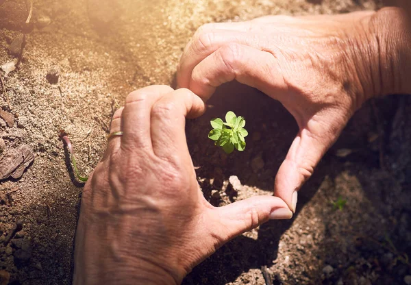 I heart the environment. Cropped shot of a woman making a heart shape around a plant sprouting from soil. — Stock Photo, Image