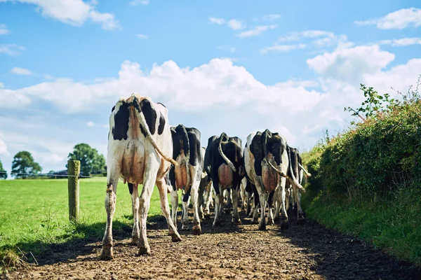 Otlağa doğru gidiyorlar. Bir süt çiftliğinde otlamaya giden sığır sürüsünün dikiz görüntüsü.. — Stok fotoğraf
