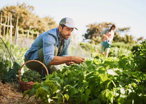 Kiérdemelte a kemény munkája gyümölcsét. Két boldog fiatal farmerről, akik növényeket és zöldségeket aratnak együtt a farmjukon.. — Stock Fotó