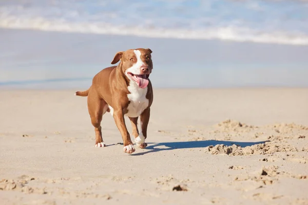 동물들은 행복을 유지하는 비결을 알고 있다. 해변에서 하루를 즐기고 있는 귀여운 불테리어의 사진. — 스톡 사진