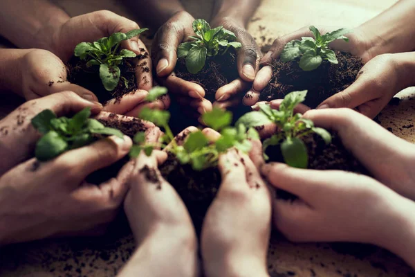 Gérer l'avenir avec soin. Gros plan d'un groupe de personnes tenant chacune une plante poussant dans le sol. — Photo